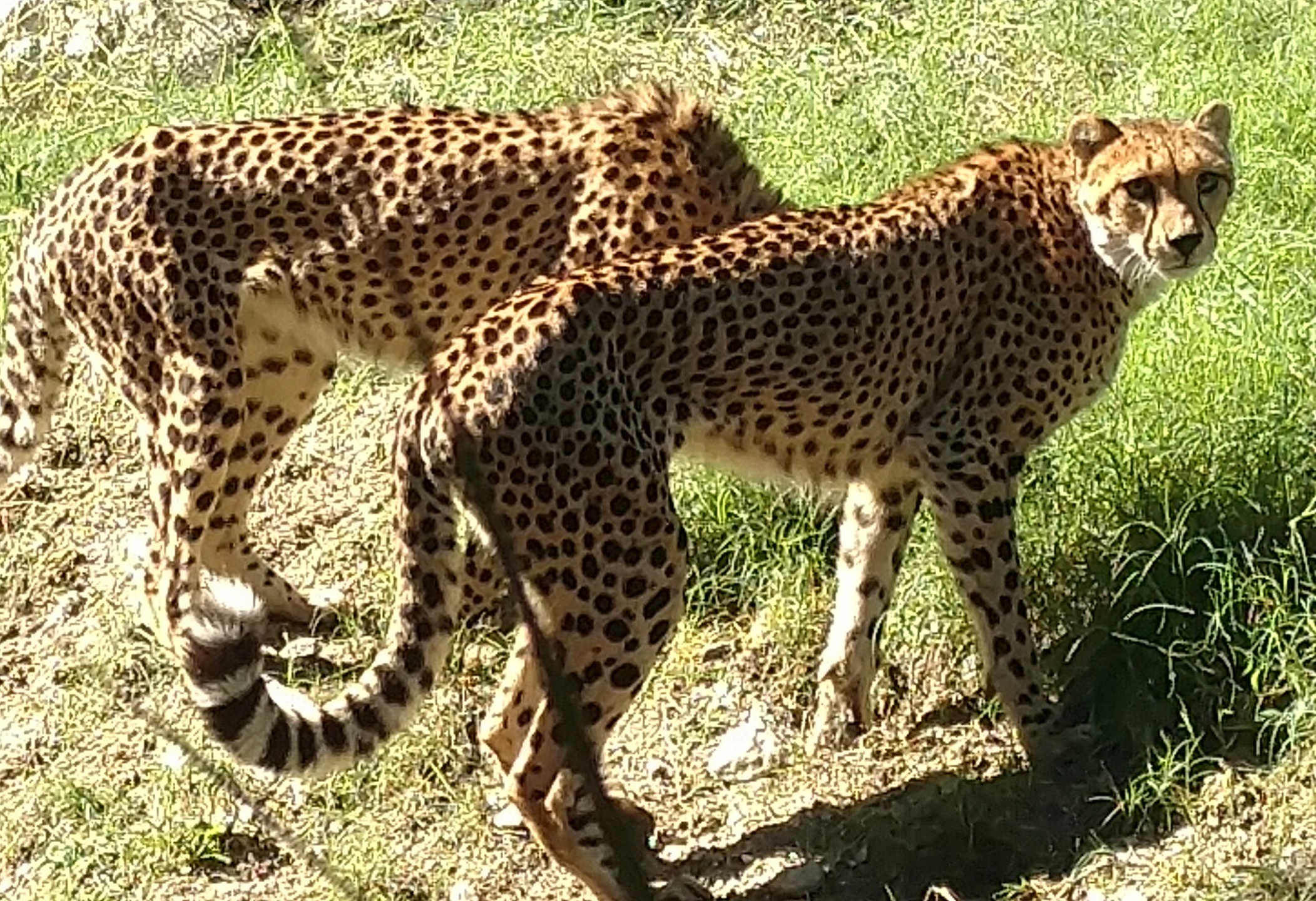 Cheetahs at San Diego Zoo
